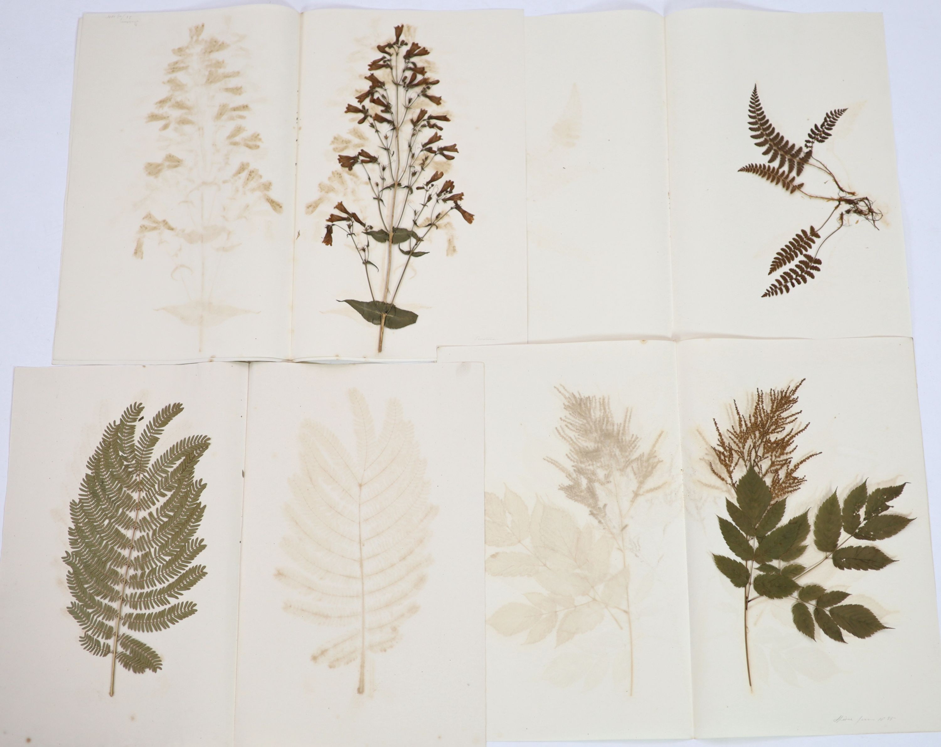 A folio of early 19th century dried botanical specimens on paper, Largest 47 cm X 28 cm (89 specimens)